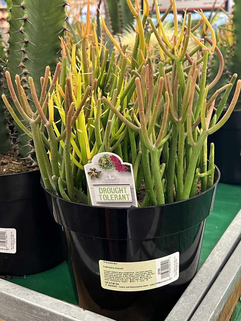 Firestick On Display Sprouts In Tucson, Arizona Chic Bee Flickr