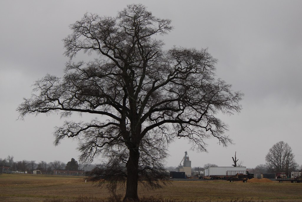 Bob's favorite tree USDA Farm, Beltsville, MD vwiest Flickr