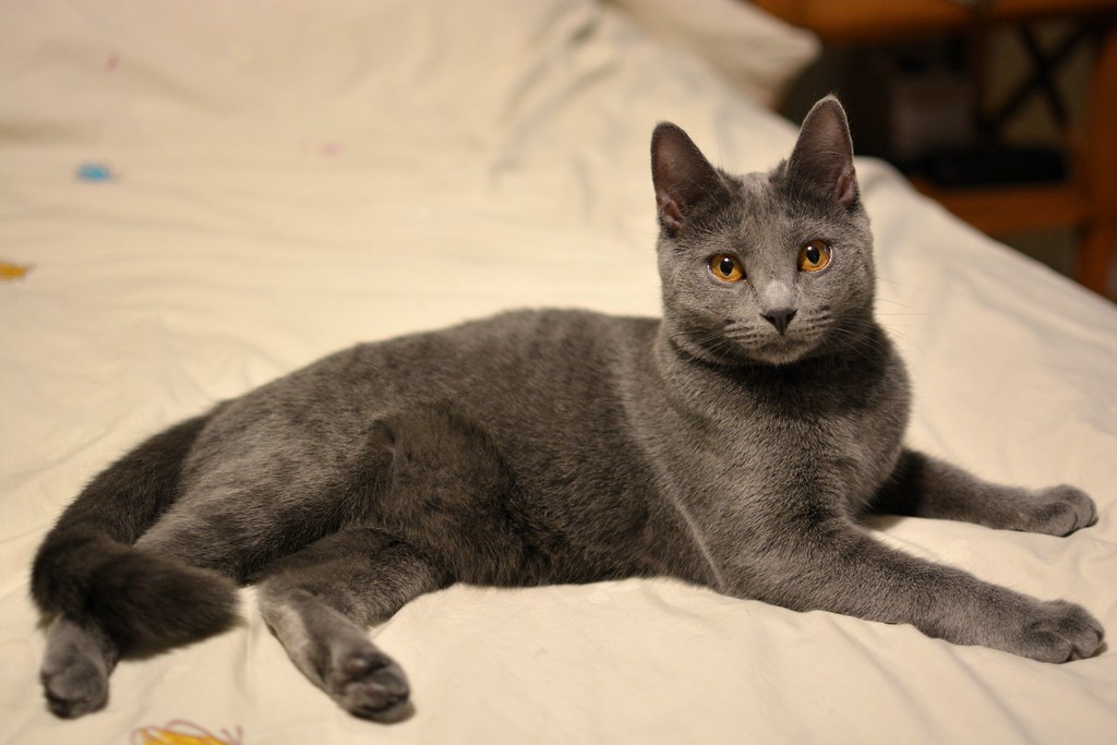 Toscane, 8 mois Chartreux, femelle, 8 mois Ph Klrz Flickr