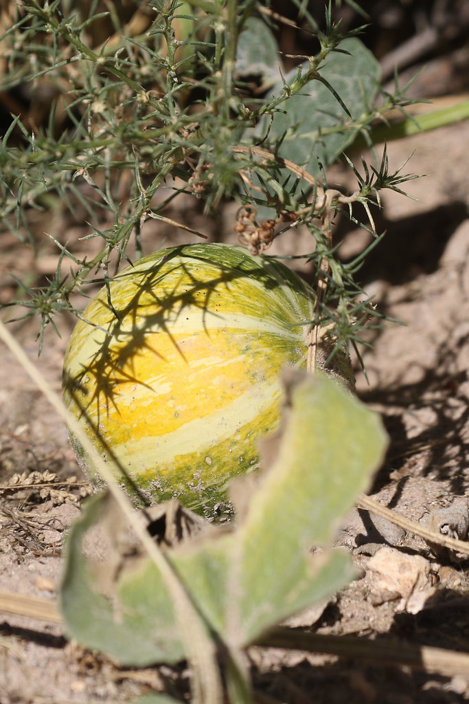 RN3A1888 Coyote Melon (Cucurbita palmata) Kenny Flickr