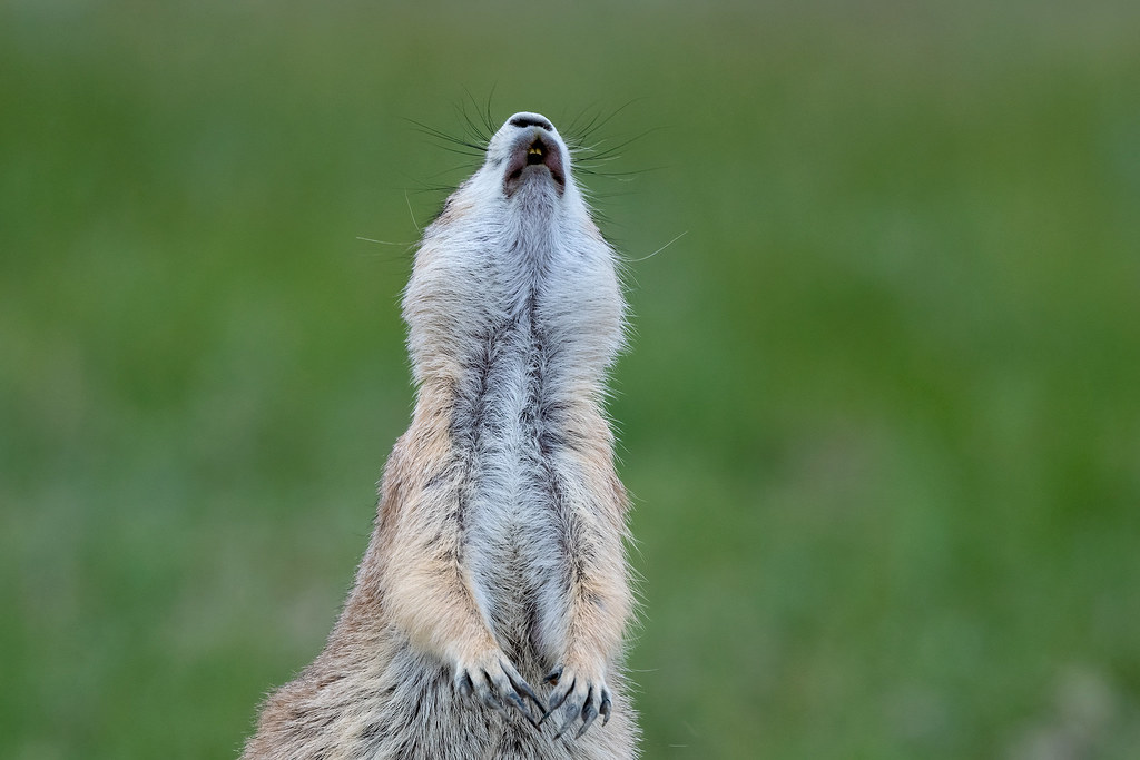 2206_1753 Jumpyip! A Blacktailed Prairie Dog lets out a … Flickr