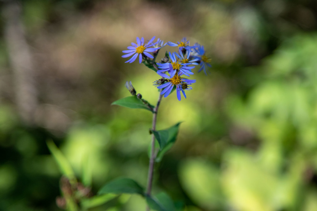 2021 09 backyard1085 Don Ketcham Flickr