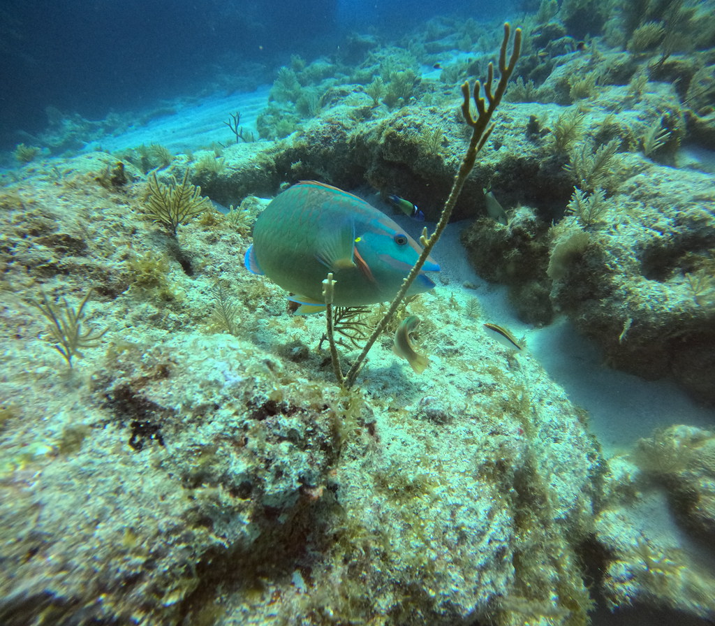 Dive Key Largo (48) DCIM\100GOPRO\GOPR2211.JPG Sail Fish Scuba Flickr