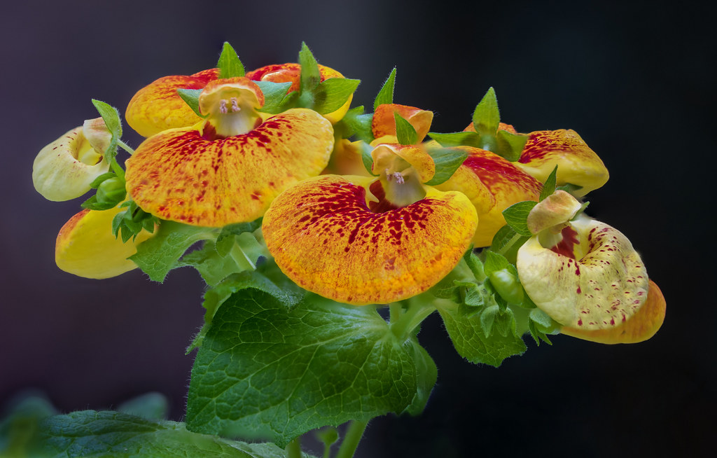 Flowers jean ost Flickr