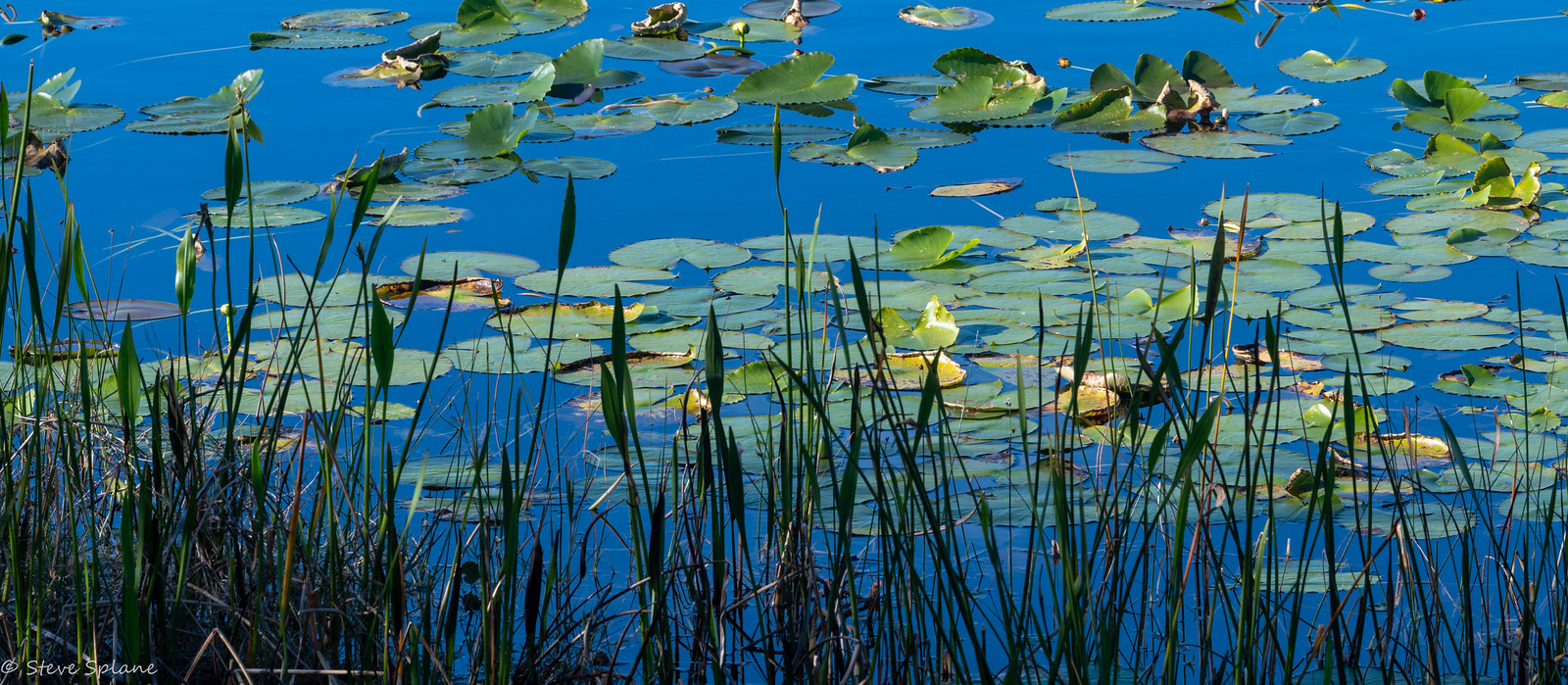 Walsingham Park, Largo FL Flickr