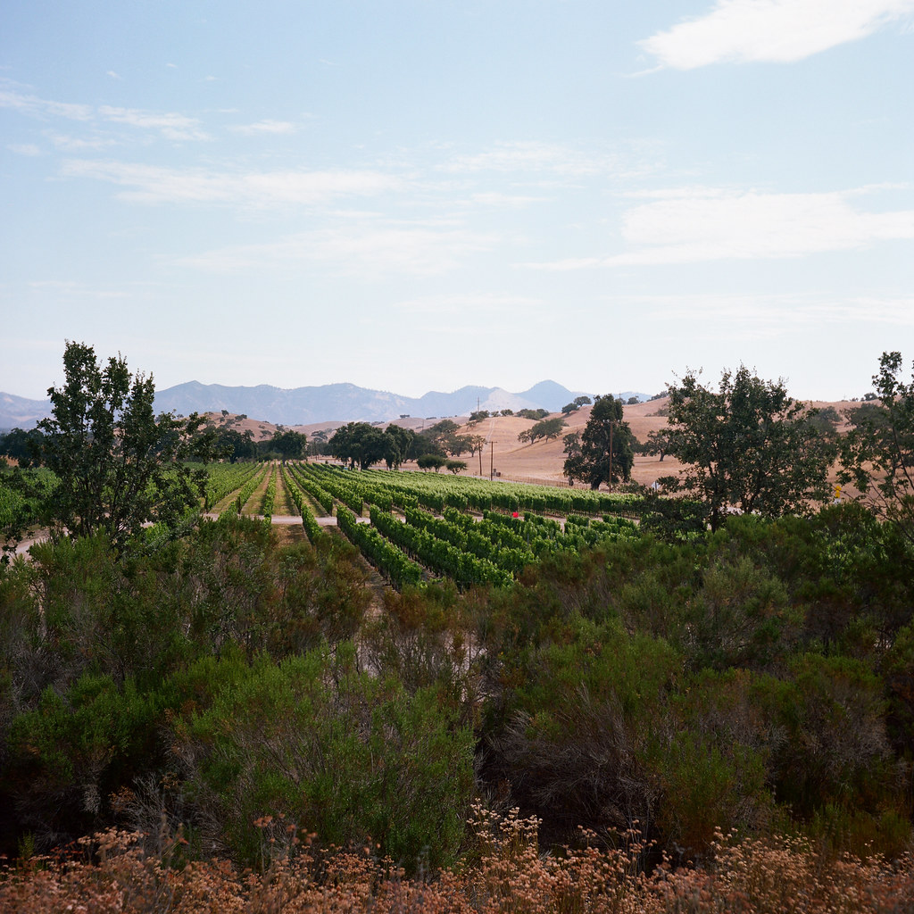 Vineyards Near Los Olivos Vineyards northwest of Los Olivo… Flickr