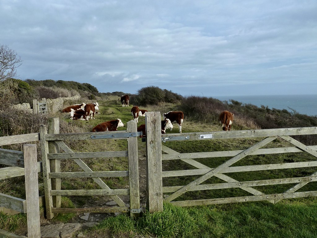 Cattle grazing at Durlston Country Park, Swanage. Dorset. Flickr