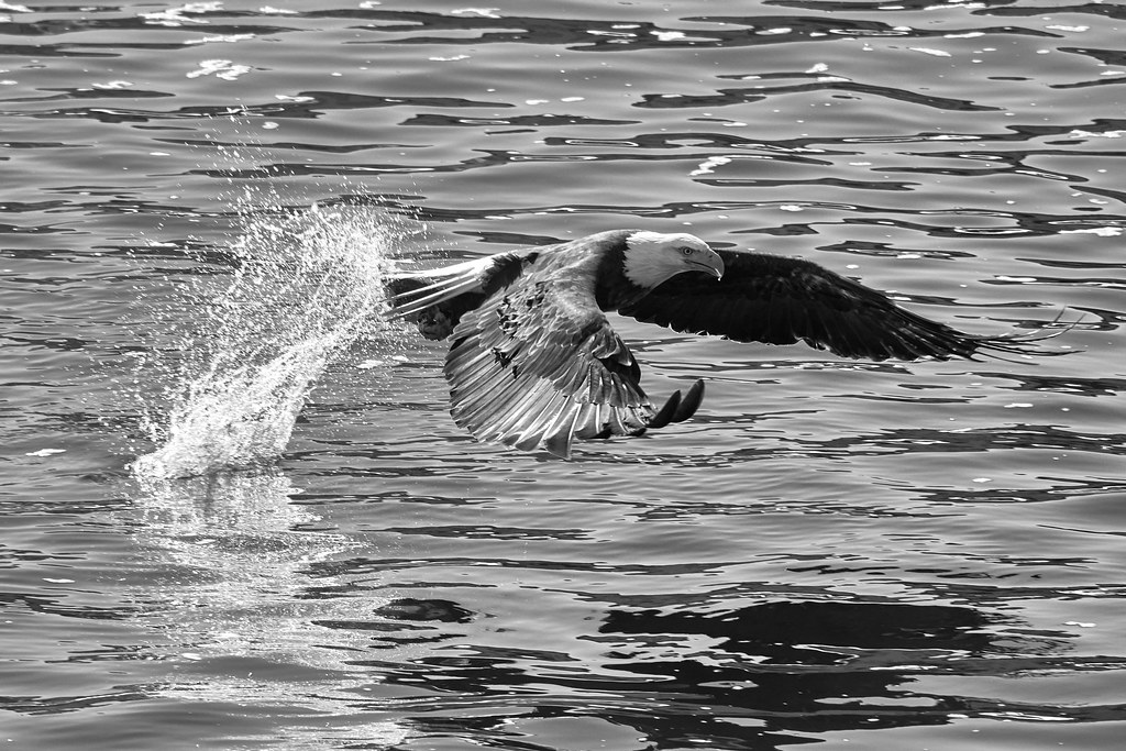 Bullseye! A bald eagle grabs a fish below the Iowa Women o… Flickr