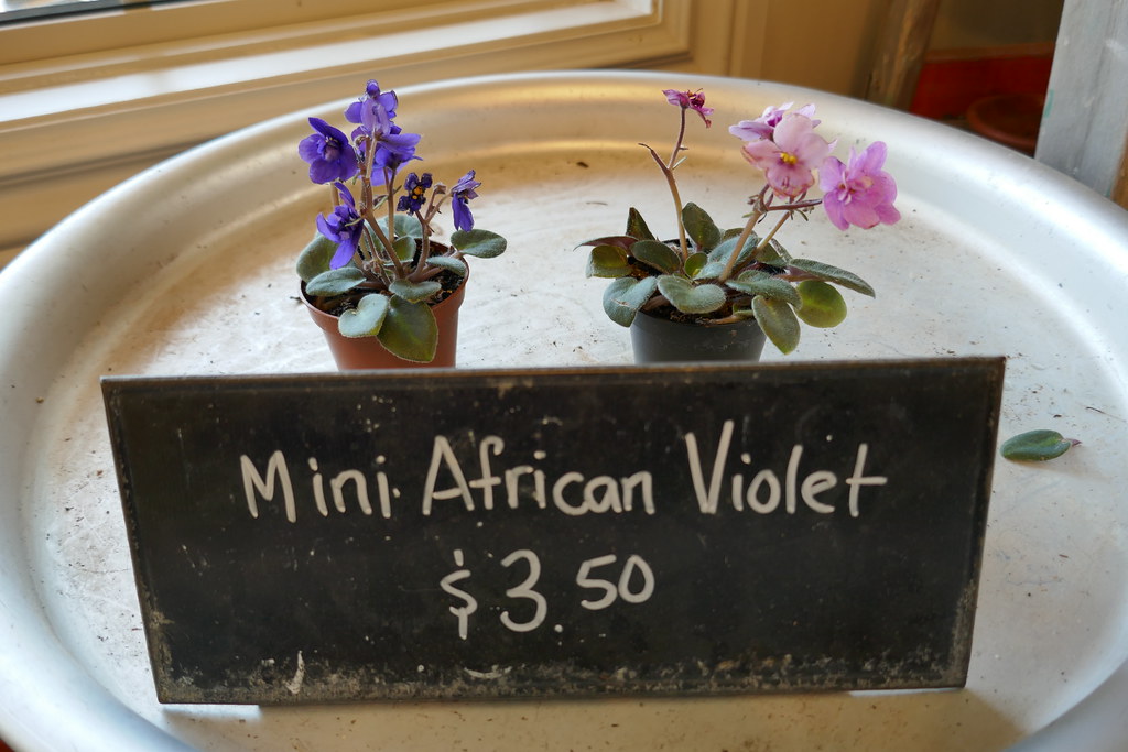 Mini African Violets Watering Can Flower Market Vineland Flickr