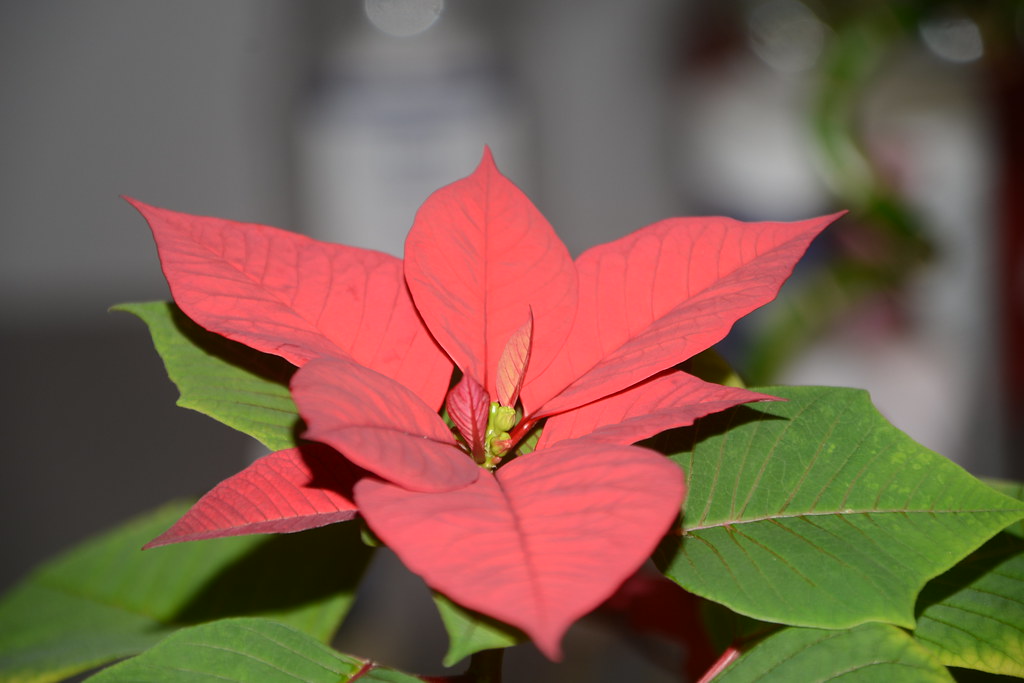 My office Poinsettias from November 2021 still surviving i… Flickr