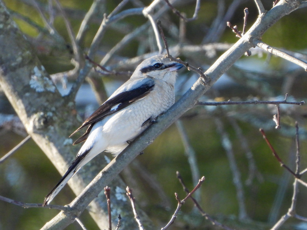 Laniidae Northern Shrike, Sanctuary, Wilber Township, Iosc… Flickr