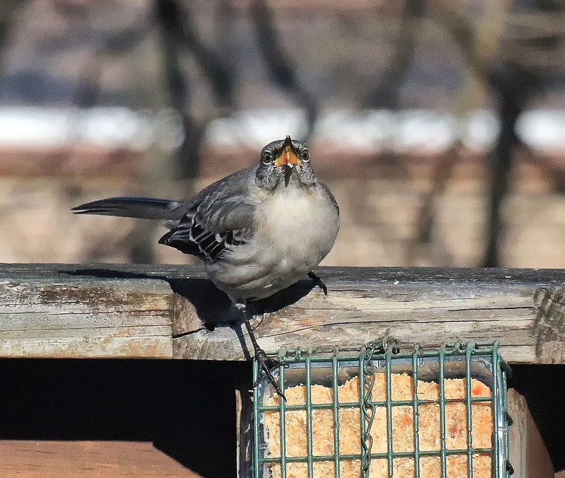 020323 BACKYARD BIRDS, KNOXVILLE TN Flickr