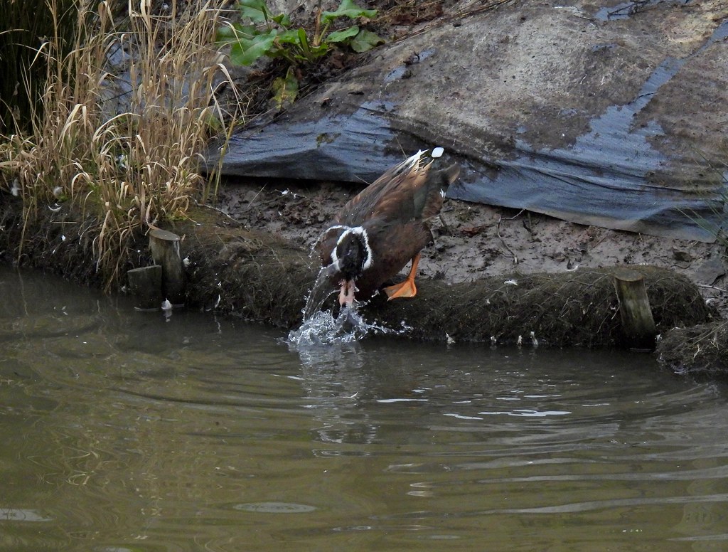 Duck, MonmouthshireBrecon Canal, Bevan’s Lane, Cwmbran 4 … Flickr