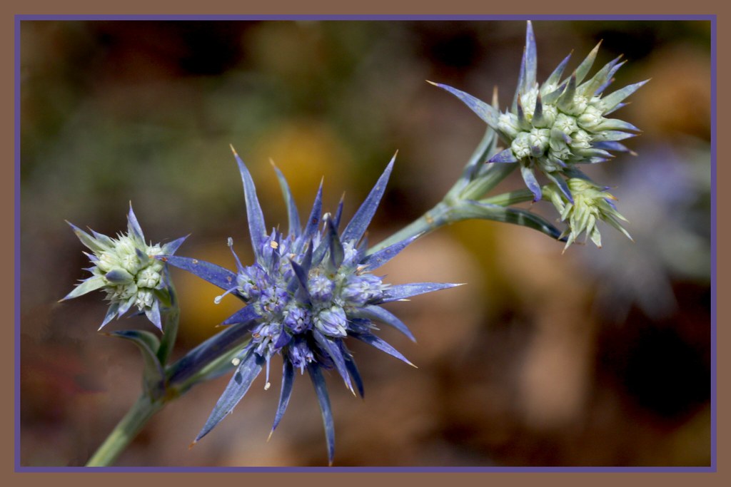 Blue Devil . Eryngium ovinum Thank You for Visiting My Gal… Flickr