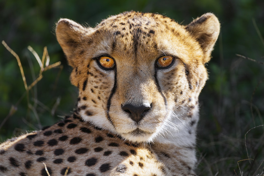 Cheetah with big eyes a photo on Flickriver