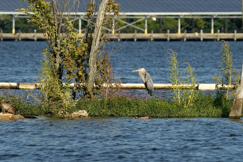 Oronoco Bay Park Flickr