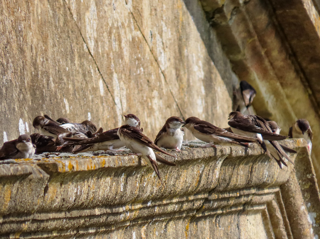 Juvenile House Martins 7 Young House Martins sunbathing on… Flickr