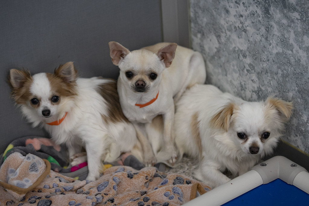 Livy, Ava, and Amelia National Mill Dog Rescue Flickr