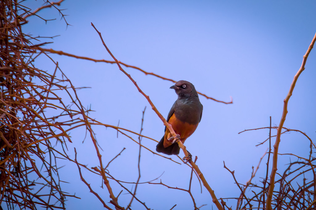 4X6A9699Tobibur Canon R7lowlight Click And Capture Flickr