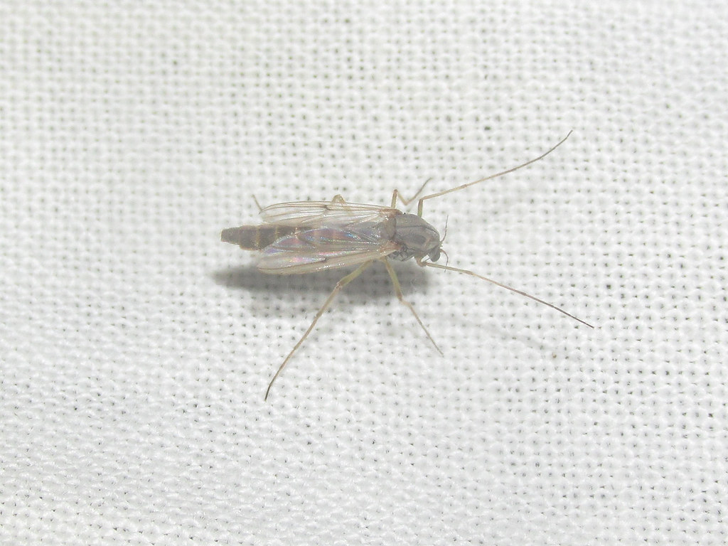 Midge (Chironomidae) Midge (Chironomidae), photographed in… Flickr