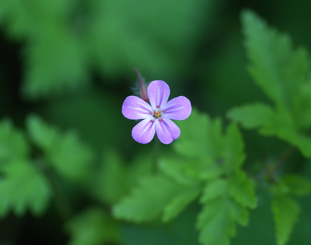 the quest for meaning and truth Definition of quest s… Flickr