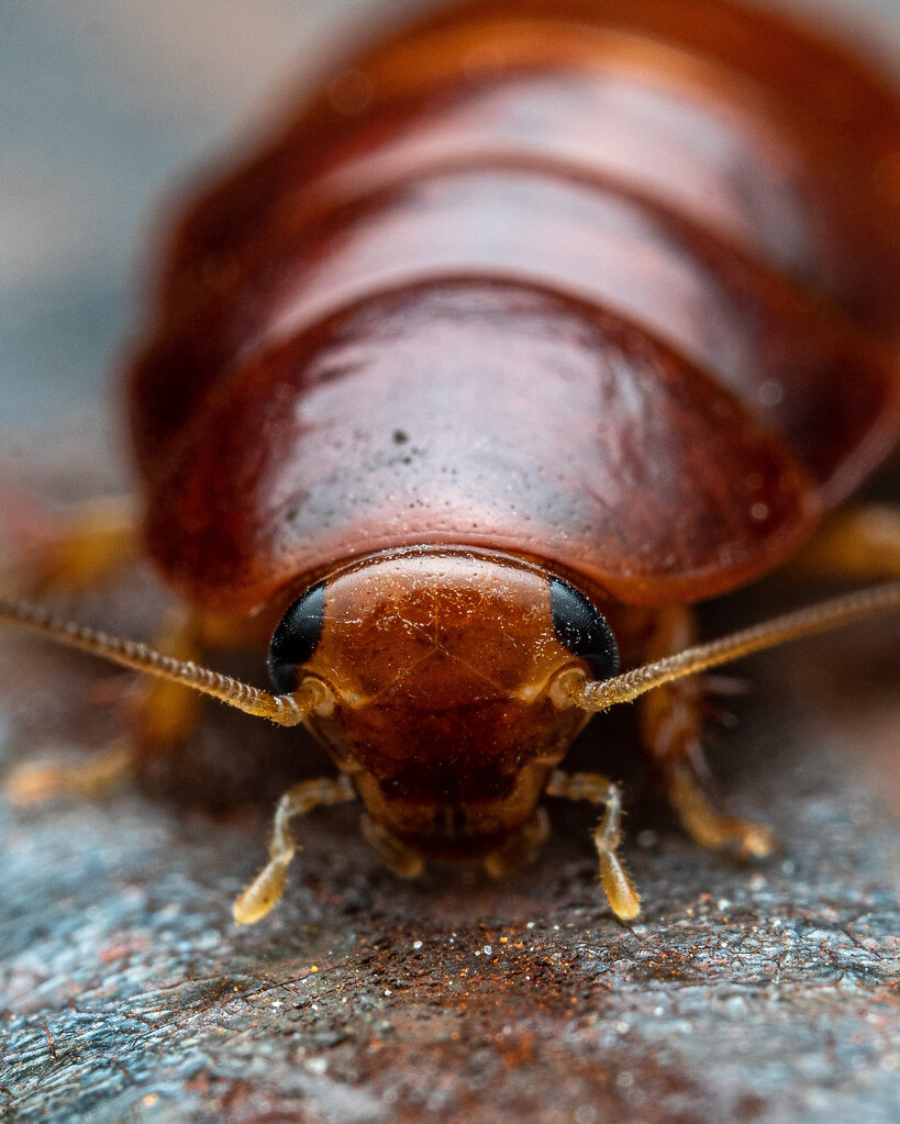 Florida Woods Cockroach ⚡️Flash Godox V850II Speedlite ⚪️… Flickr