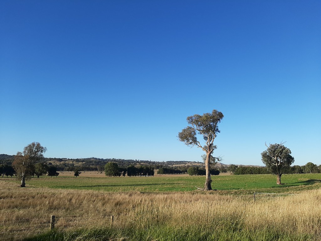 Bill and Fay's place, Tarcutta chowchilla Flickr