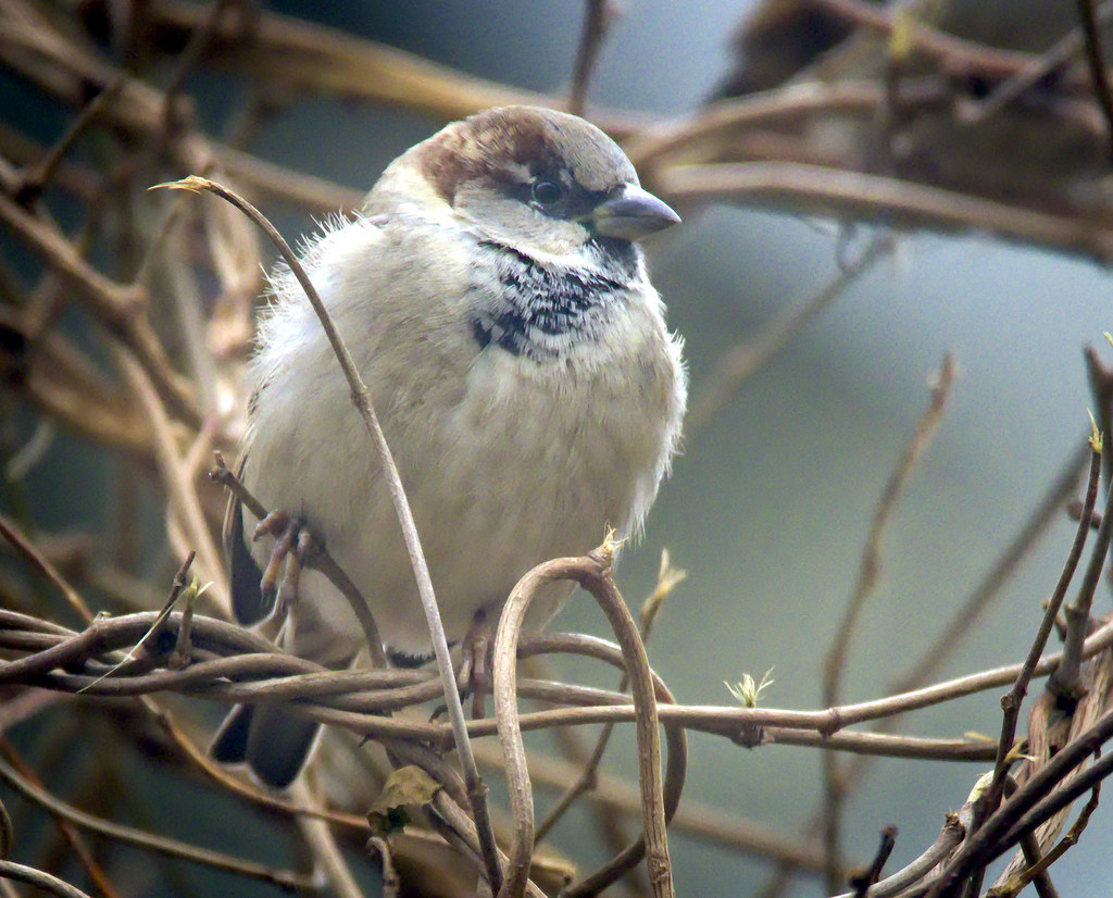 House sparrow House sparrow (Passer domesticus) male perch… Flickr