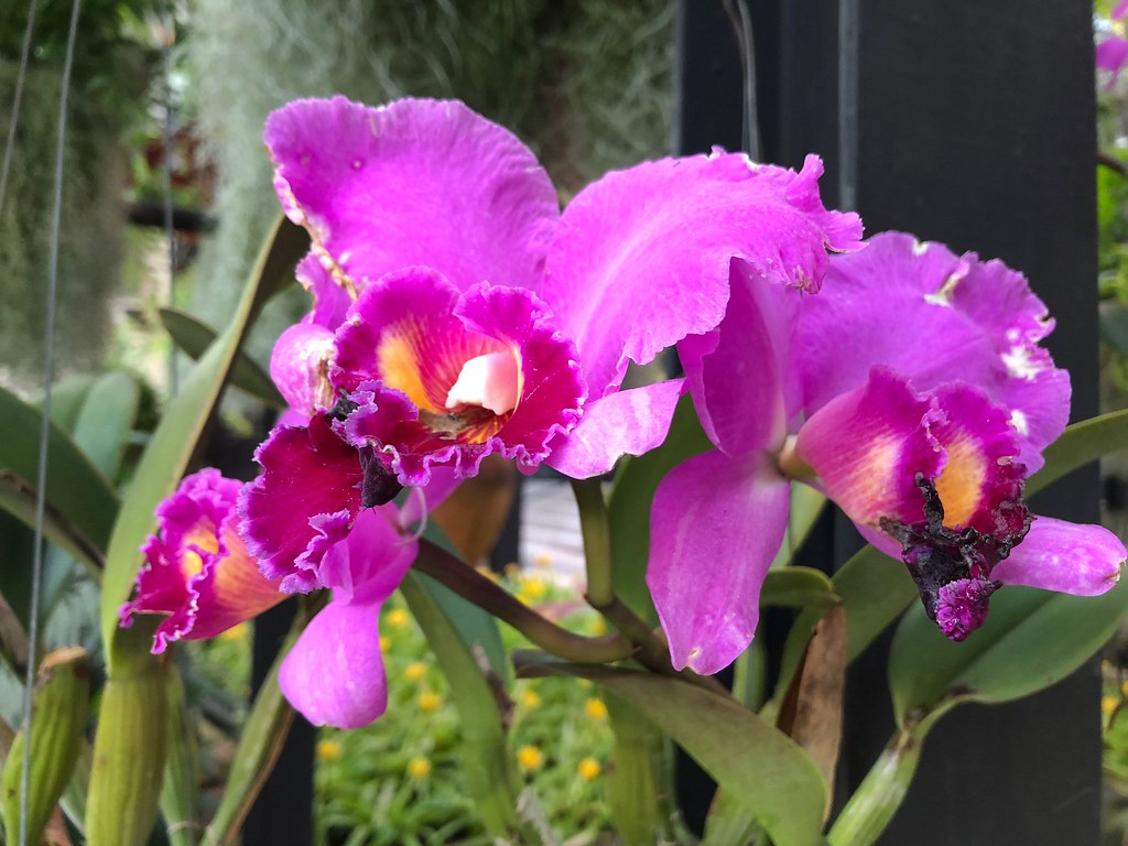 Cattleya orchid Bangkok Butterfly Garden and Insectarium. … Flickr