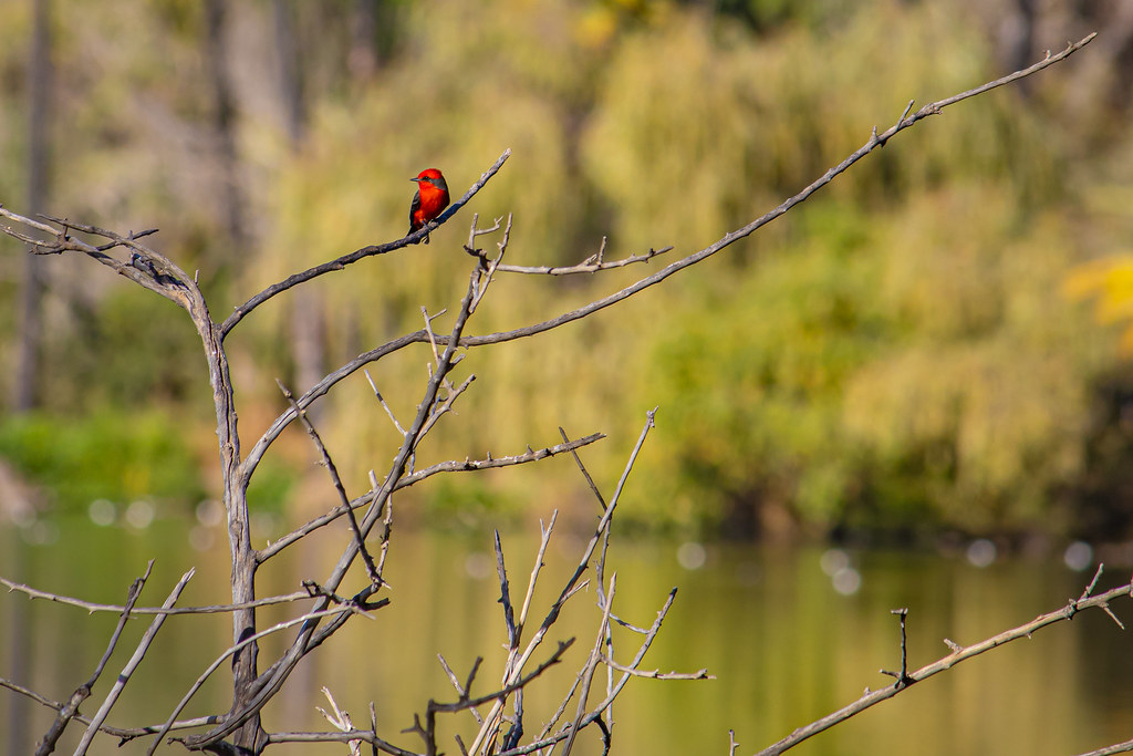 20230205IMG_5393 Jesus Garcia Flickr