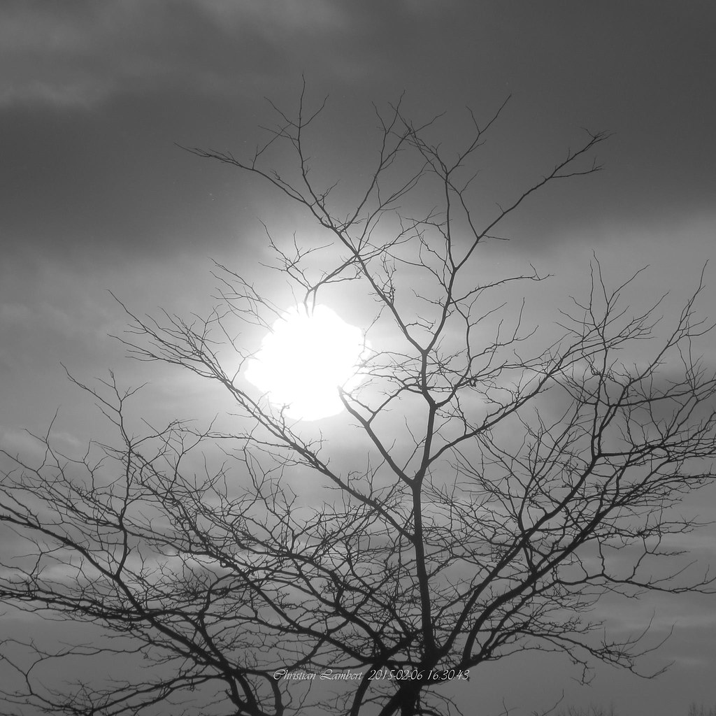 Arbre de lumière, monochrome ! Prise à Contrecoeur, Québec… Flickr