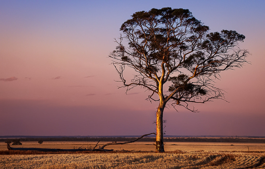 2. Light on tree trunk3 Merredin Camera Club Flickr