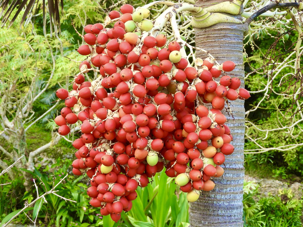 Palm Tree berries if you plant them, given the right condi… Flickr