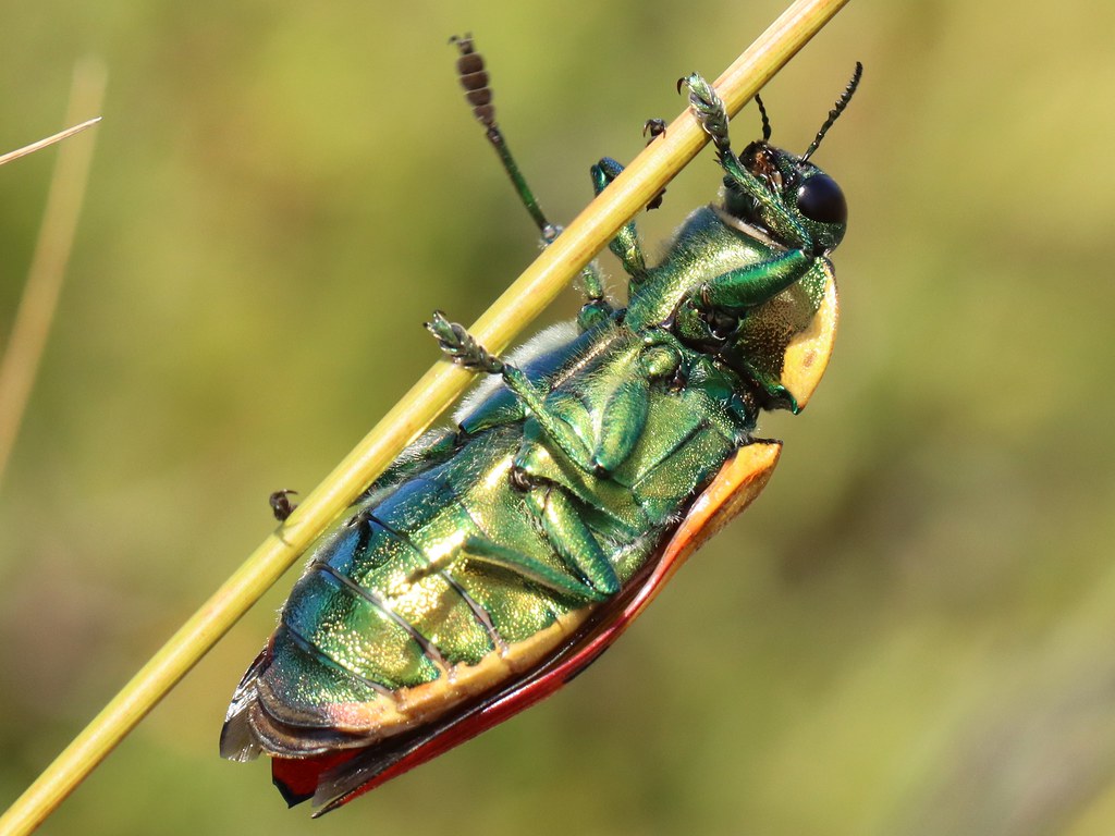 Variable Jewel Beetle, female Temognatha variabilis Austra… Flickr
