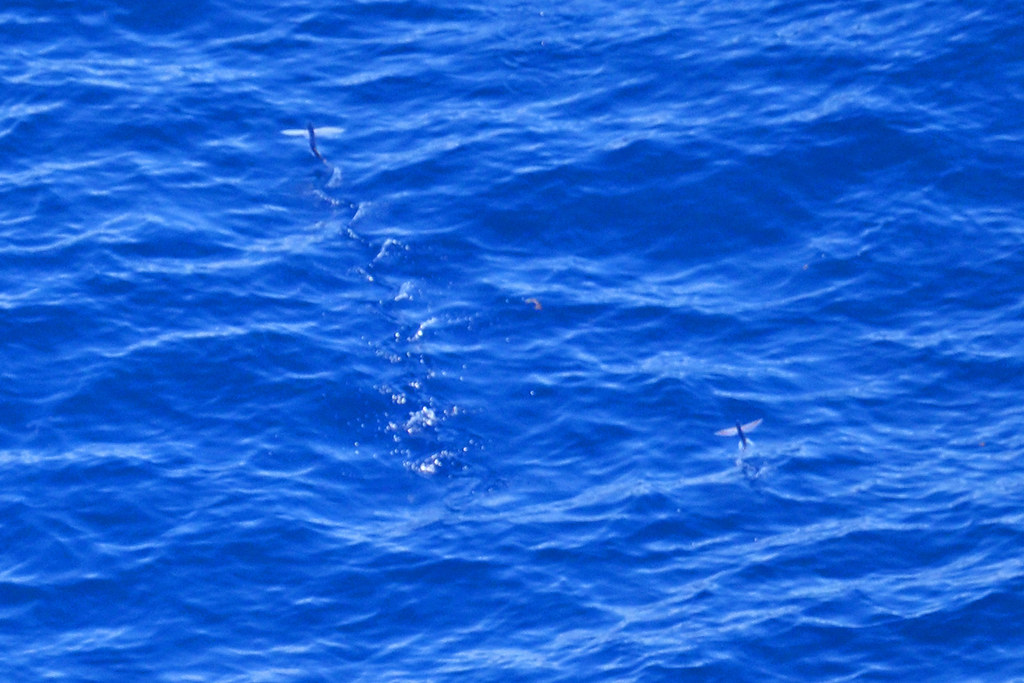 Flying Fish Atlantic Flyingfish (Cheilopogon melanurus) in… Flickr