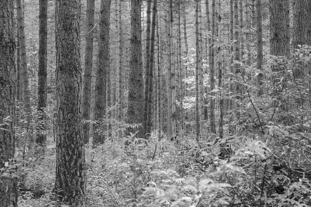 Oudsbergen _R6A8667.jpg Johan Christiaens Flickr