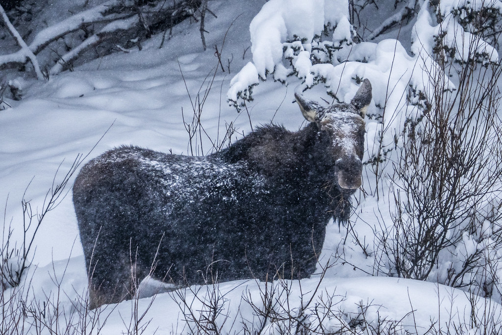 Winter Moose Yellowstone National Park Lamar Valley Winter… Flickr