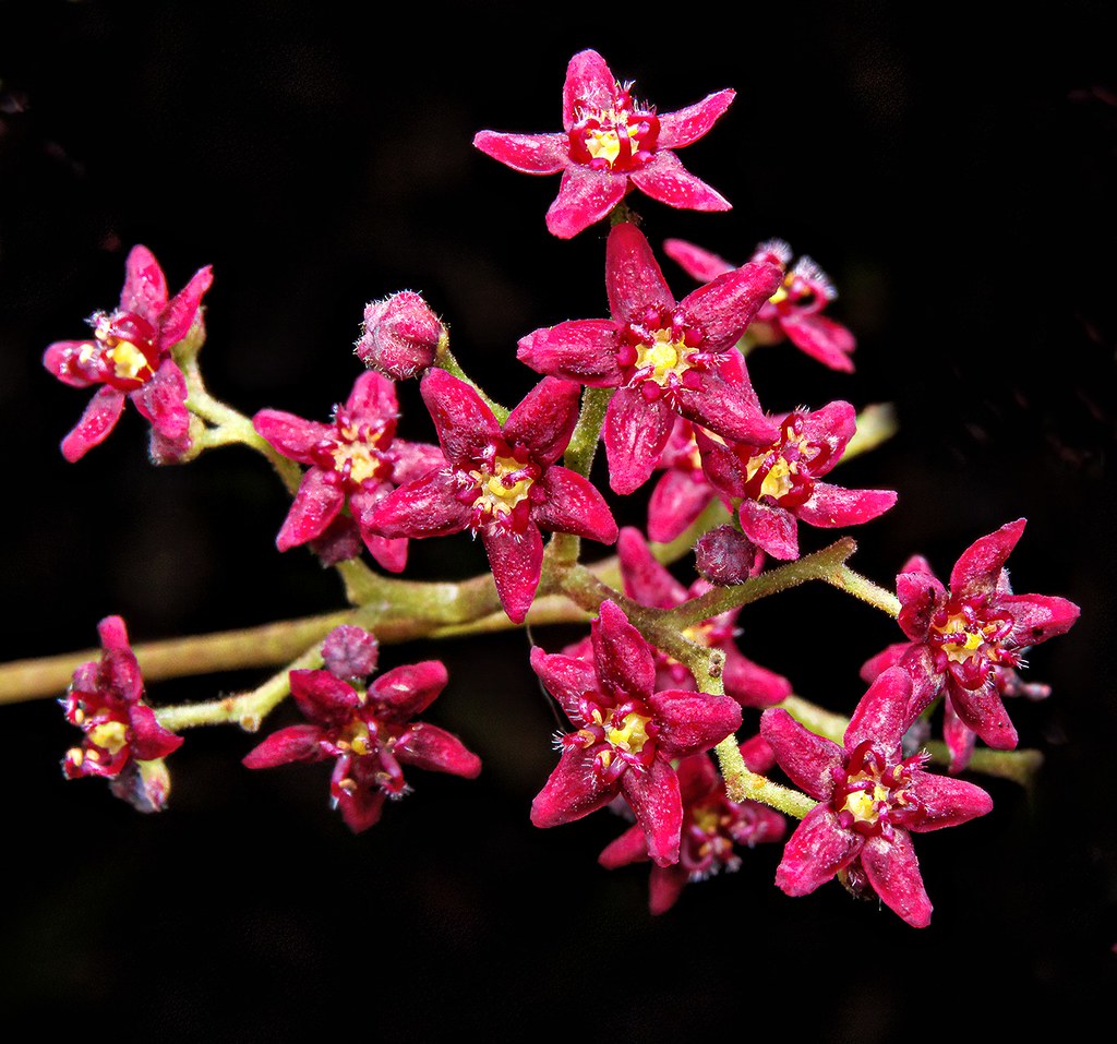 Flindersia pimenteliana Maple Silkwood Cooktown to Towns… Flickr