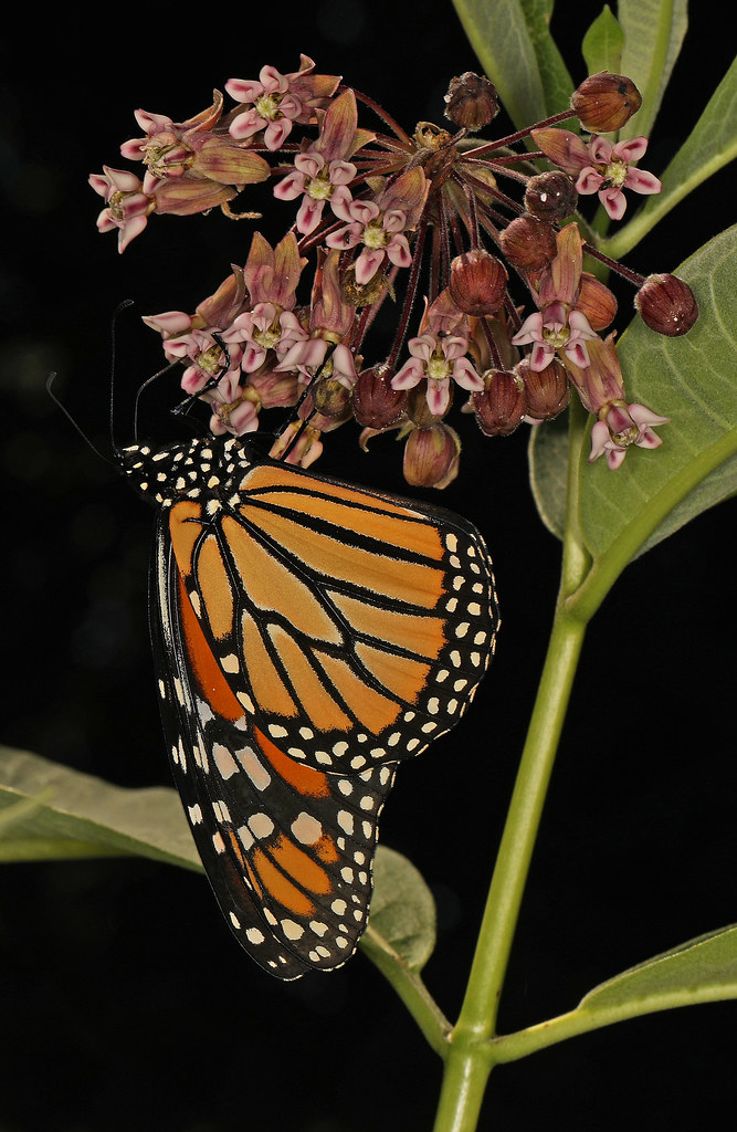 Monarch Danaus plexippus, Whaleyville, Maryland, July 4,… Flickr
