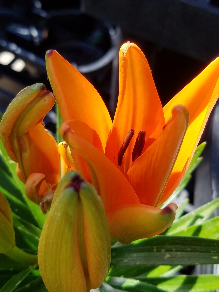 Do You Like Orange Juice? Yes, but you would rather just e… Flickr