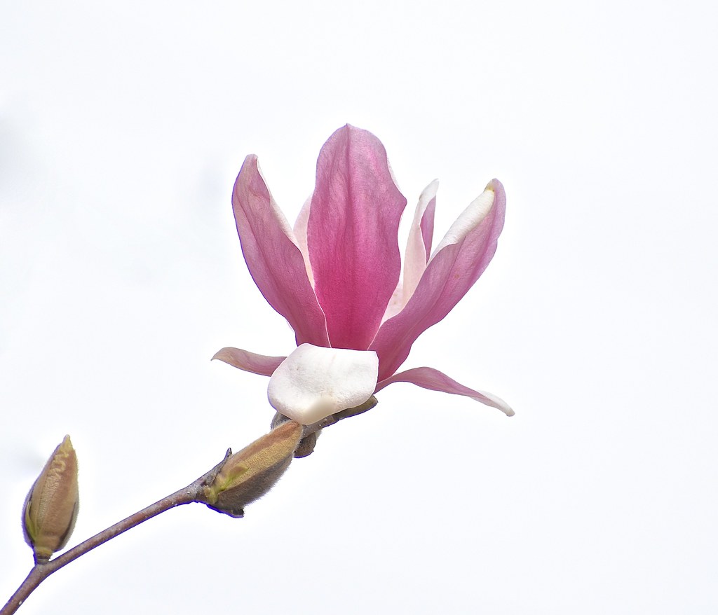 Japanese Magnolia blossom Japanese Magnolia blossom. Japan… Flickr