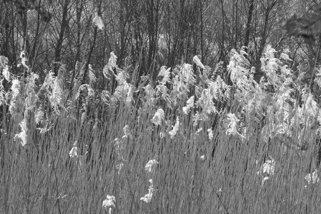 Reed beds RSPB Ham Wall Nature Reserve, Somerset Levels Penny