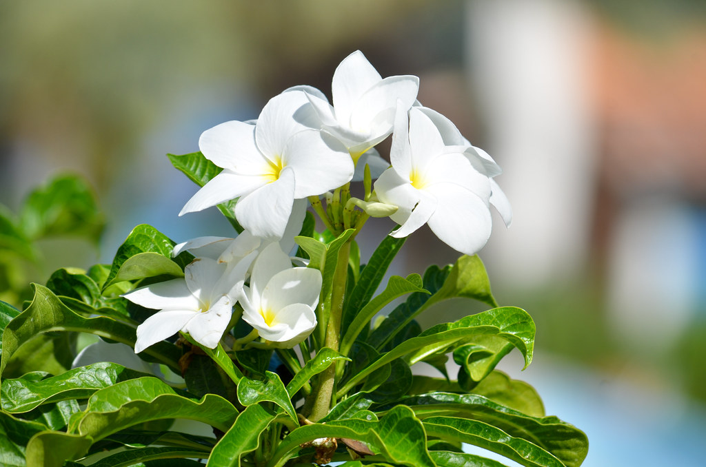 Plumeria Pudica Flowers Also known as white frangipani. Flickr