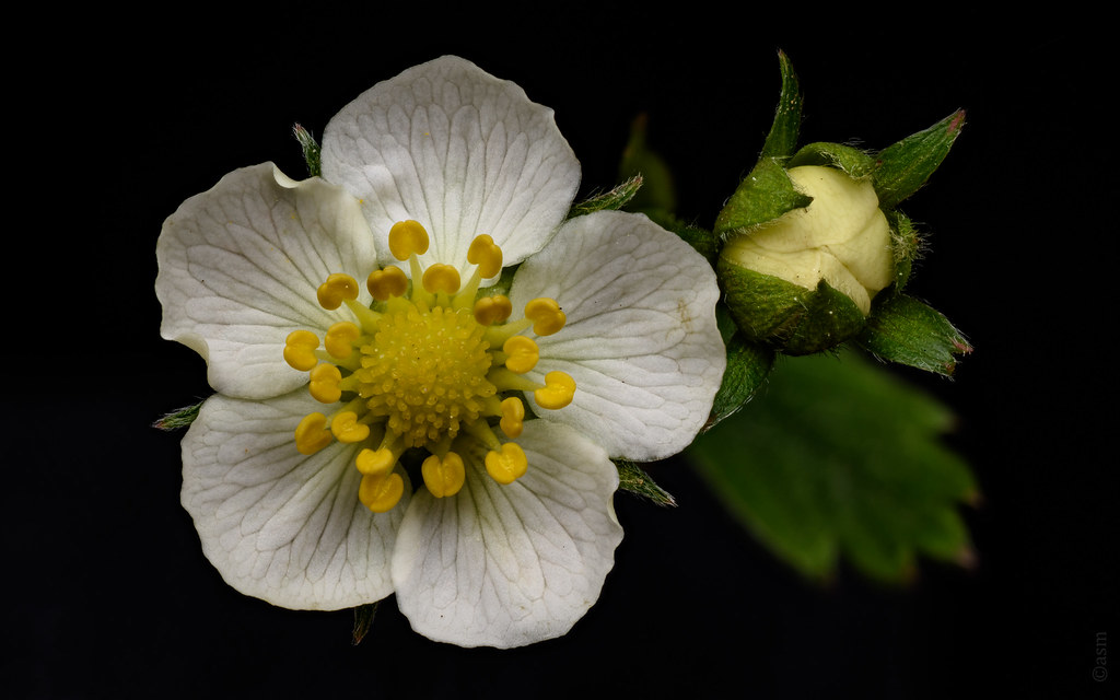 strawberry flower 13 Everbearing strawberry flower, I li… Flickr