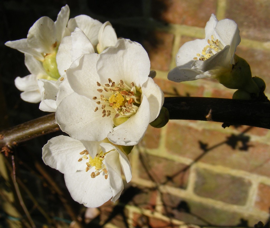 DSCF1265 white quince flowers ? who knew belight7 ॐ Flickr