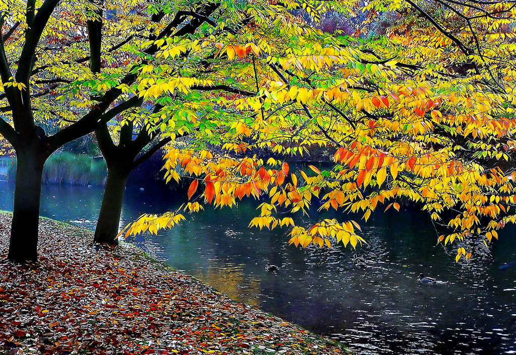 Autumn colours. a photo on Flickriver
