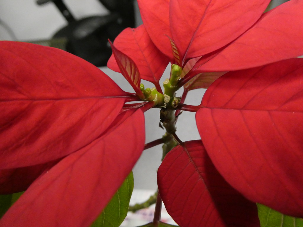 Poinsettias purchased in 2021 still alive and thriving ind… Flickr