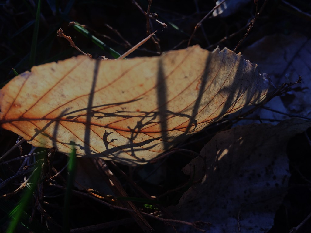 IMG_7373 Tom Brewster Flickr