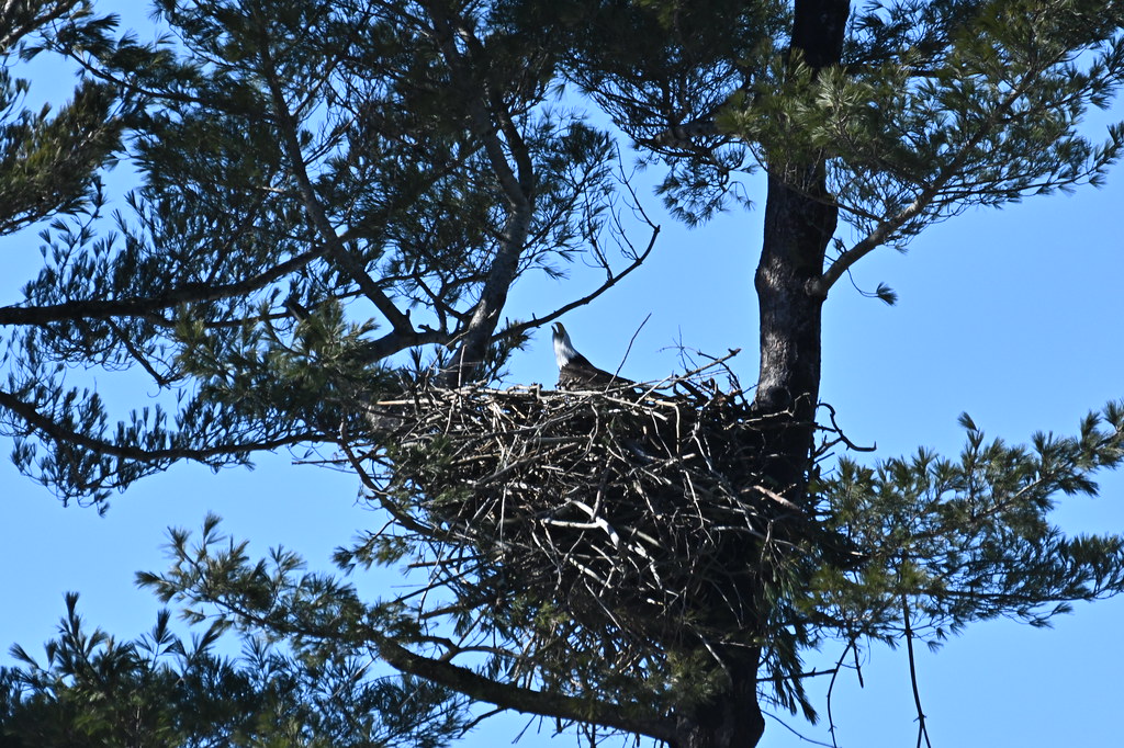 Bald Eagle The weather is improving, activity at the eagle… Flickr