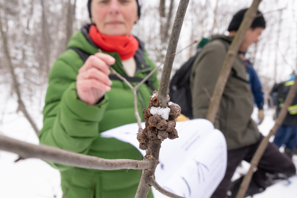 Deciduous Tree ID in Winter Feb 5 202327.jpg Red Oak ga… Renee